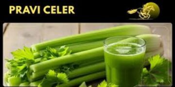 Pravi Celer